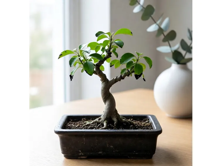 schinus molle