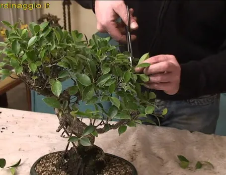 Ficus ginseng