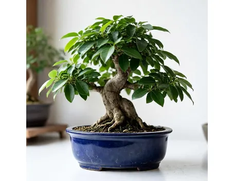 Ficus bonsai