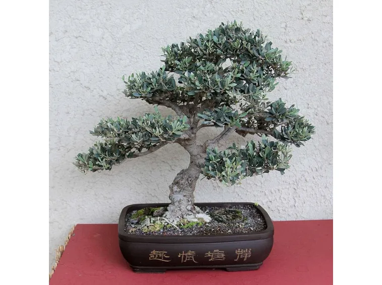 bonsai di ulvio
