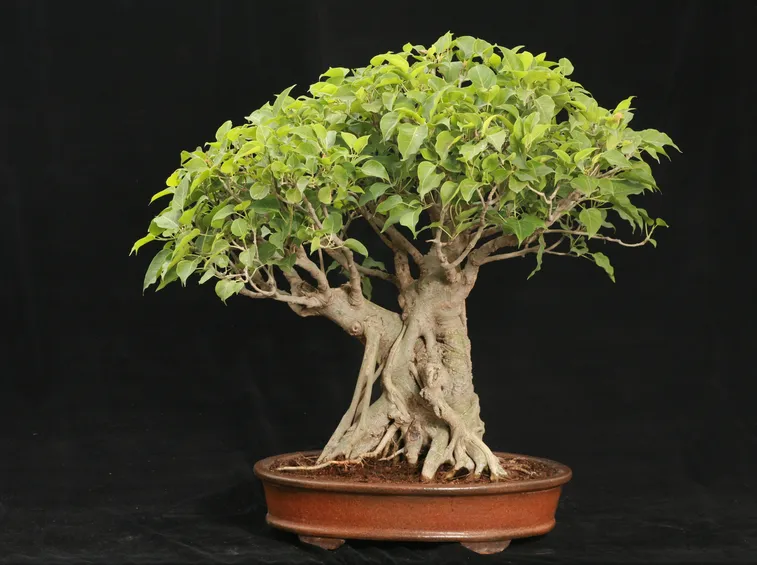 Ficus bonsai
