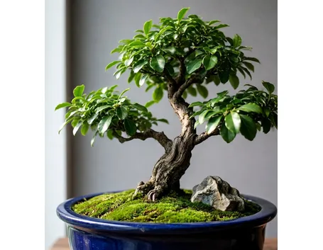 bonsai