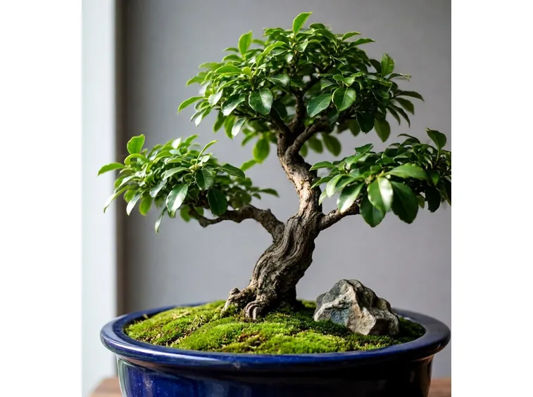bonsai