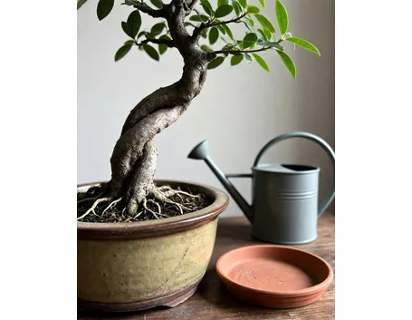 ficus bonsai