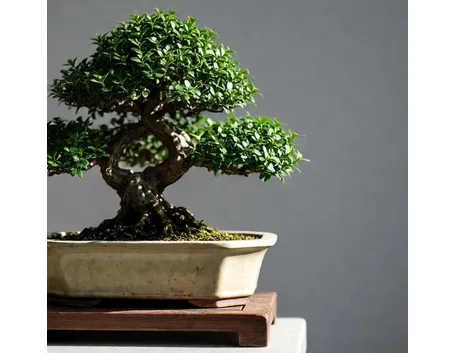 bonsai