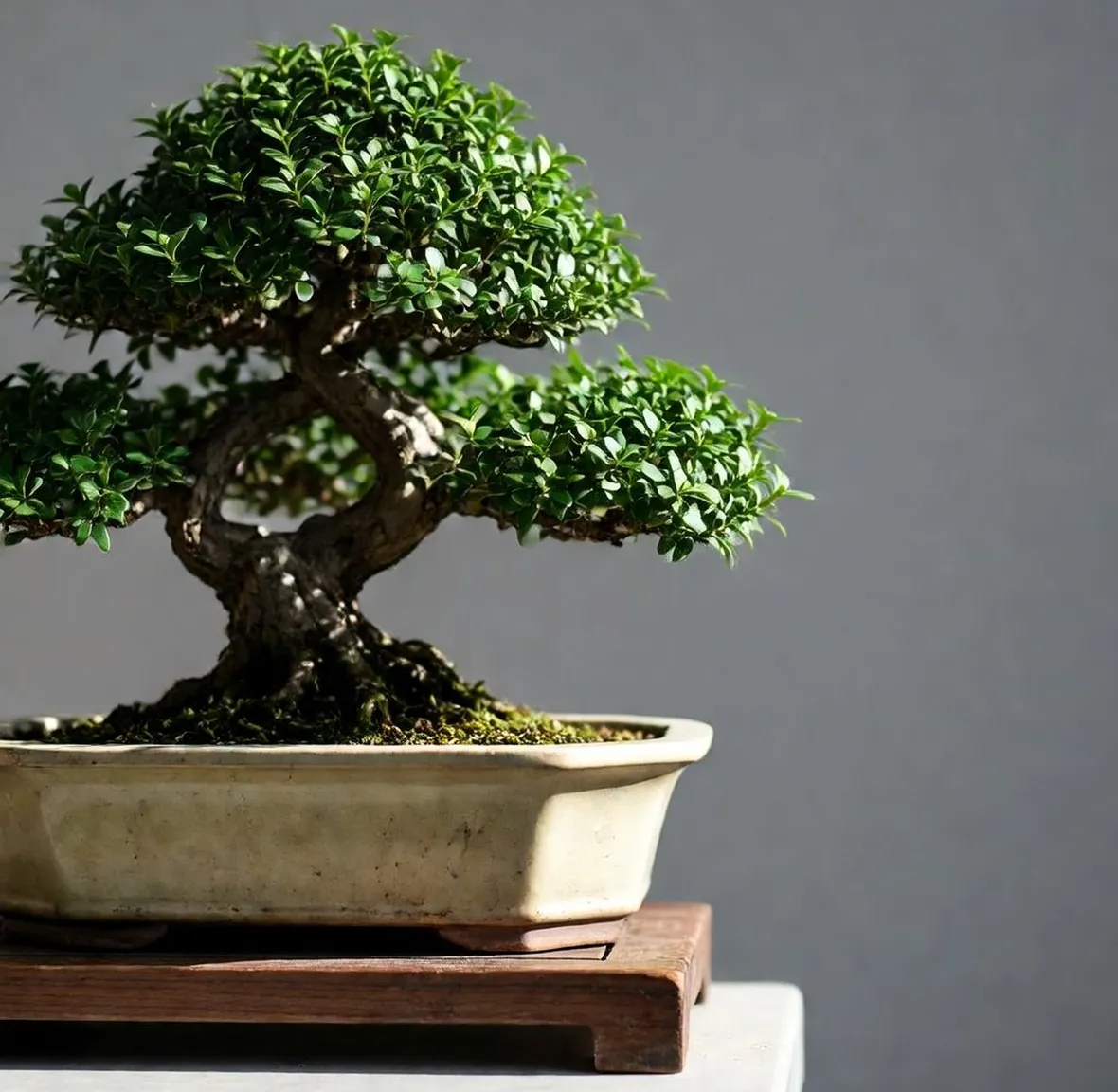bonsai