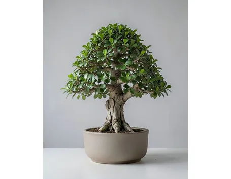 ficus