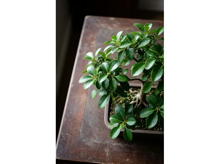 Ficus