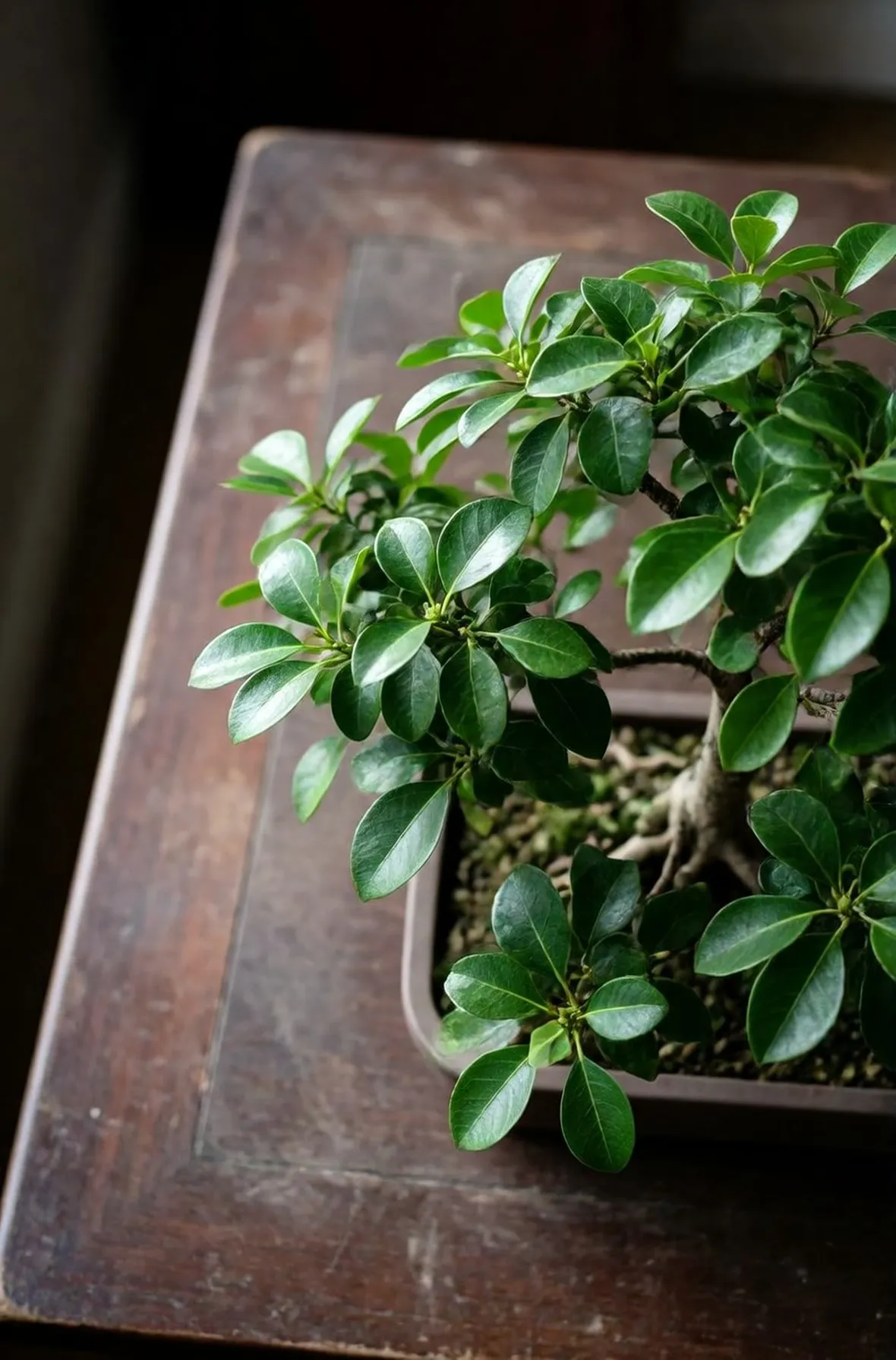 Ficus