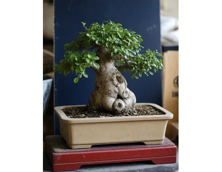 quercia bonsai