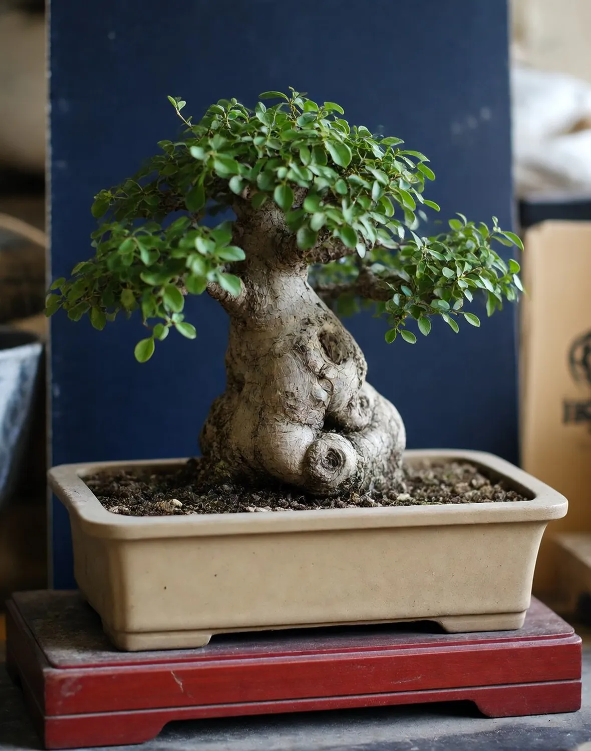 quercia bonsai