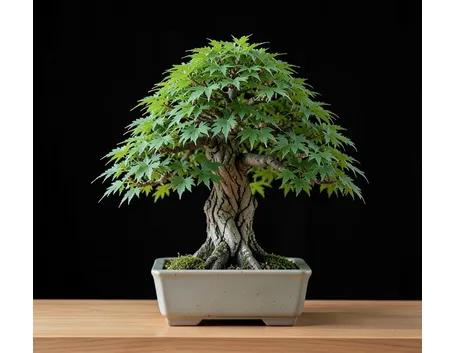 acero bonsai