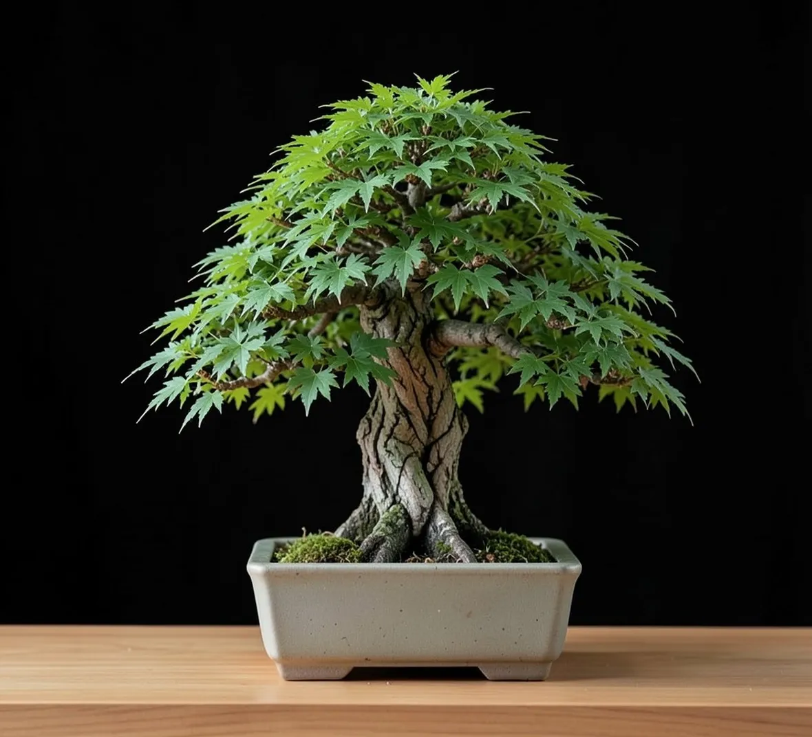 acero bonsai