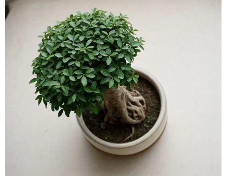 Ficus ginseng