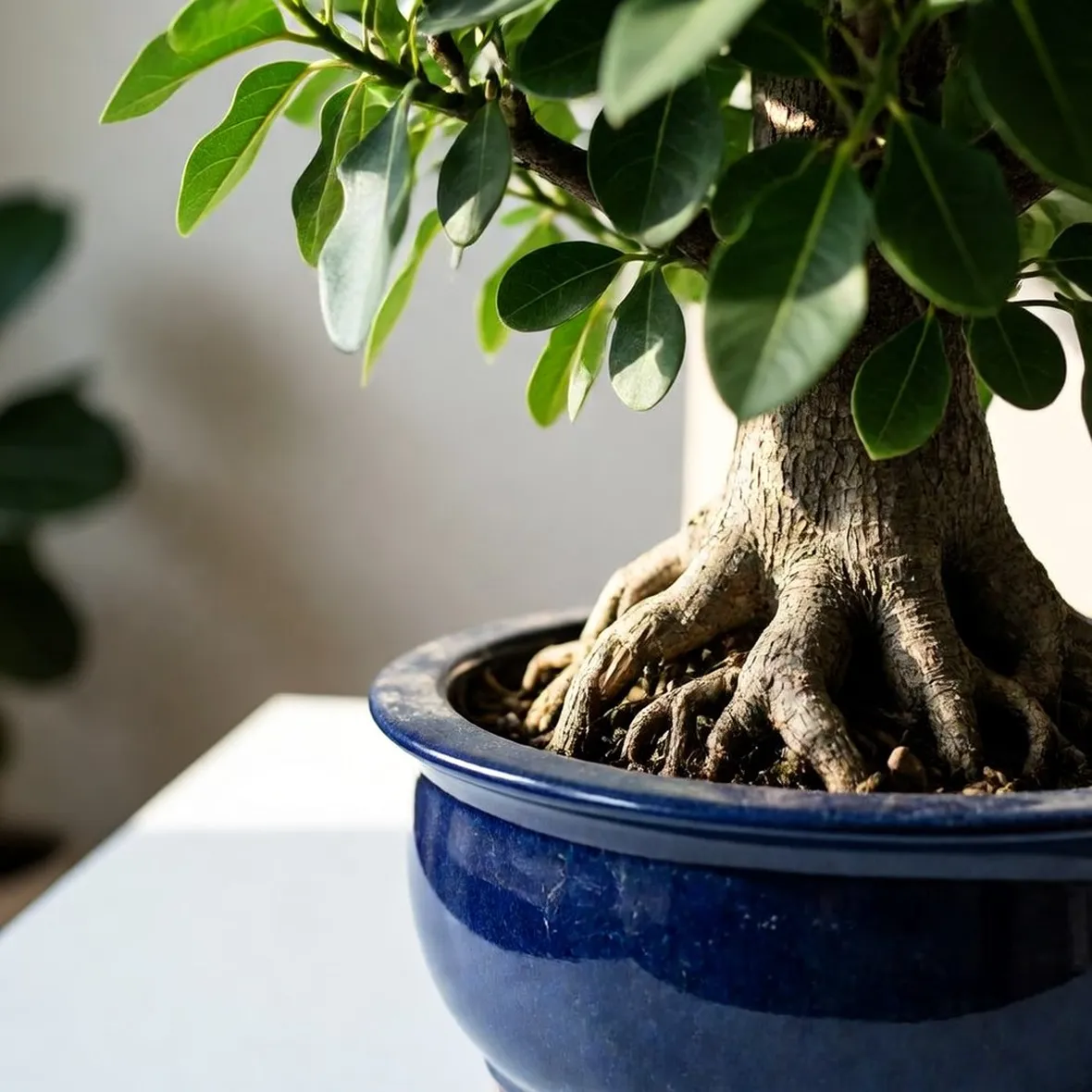 Ficus ginseng