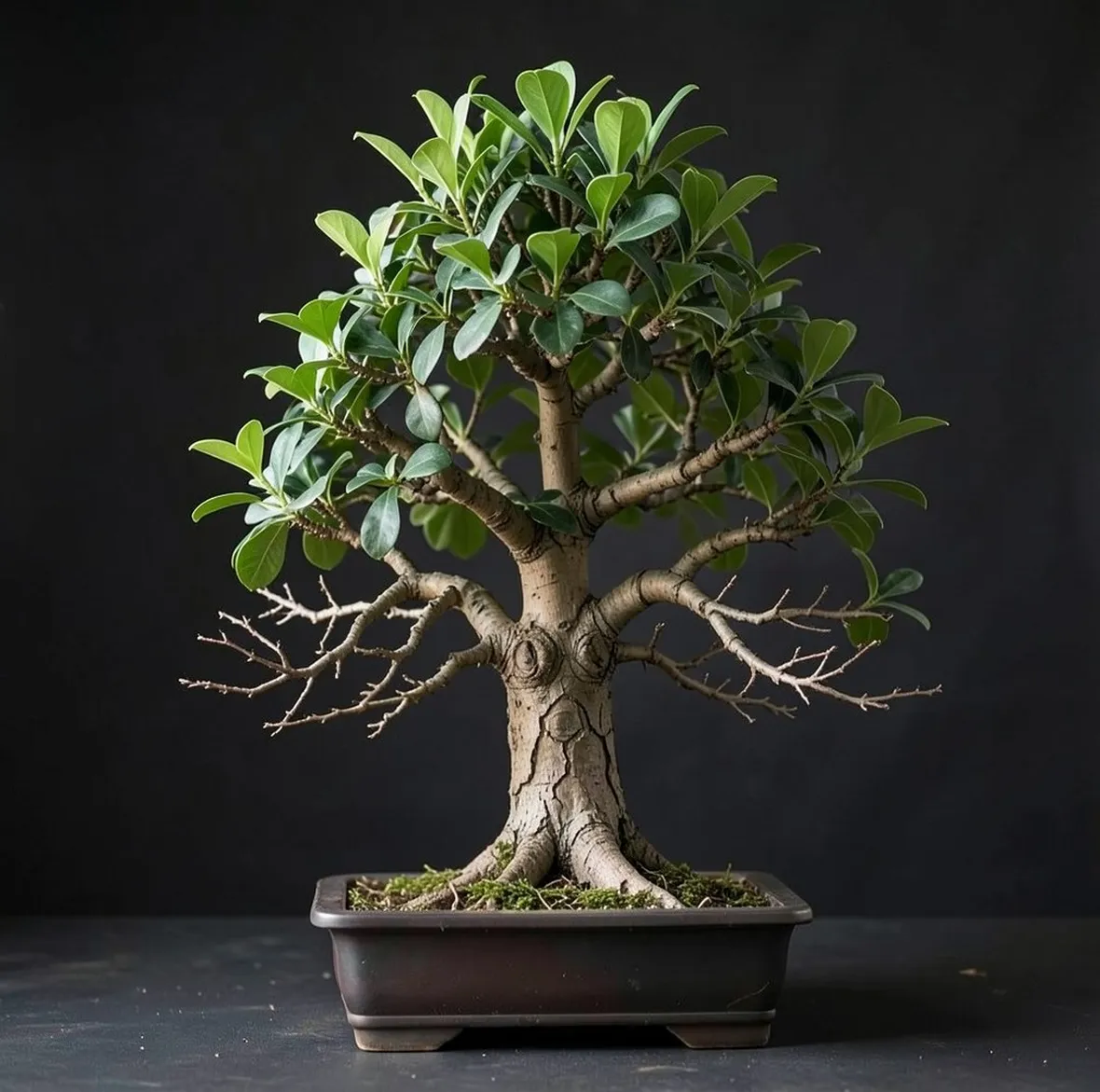 Bonsai di ficus
