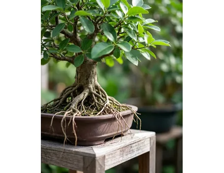 Ficus retusa bonsai