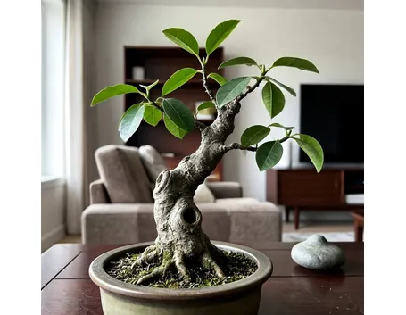 Ficus bonsai