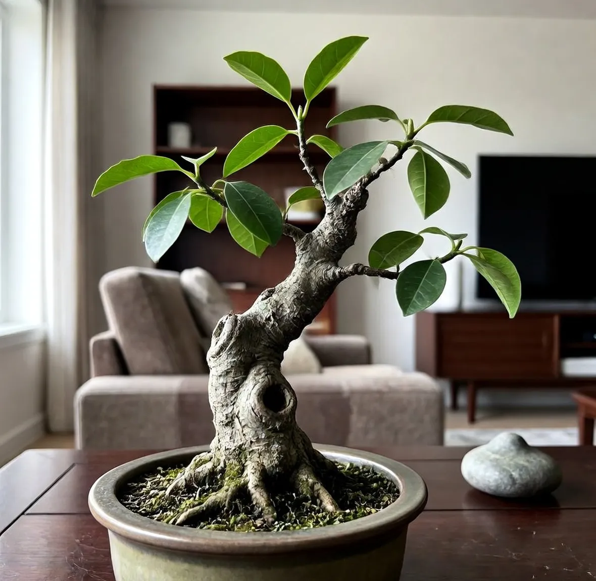Ficus bonsai