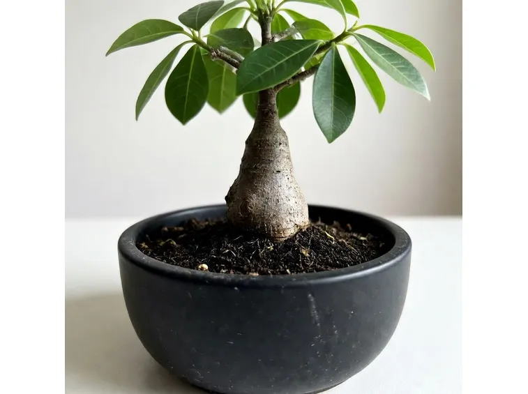 Giovane bonsai