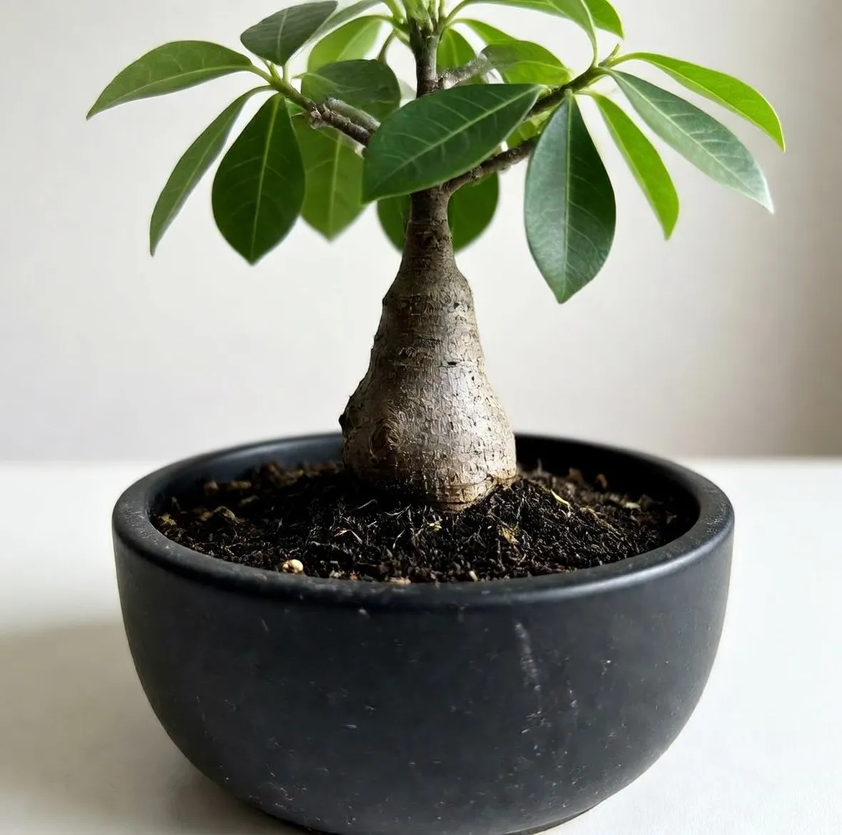 Giovane bonsai