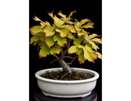 Bonsai di carpino