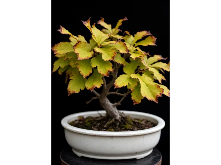 Bonsai di carpino