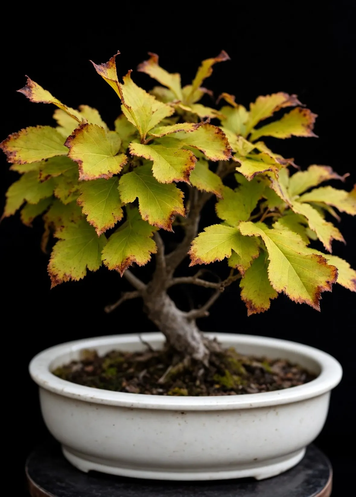 Bonsai di carpino