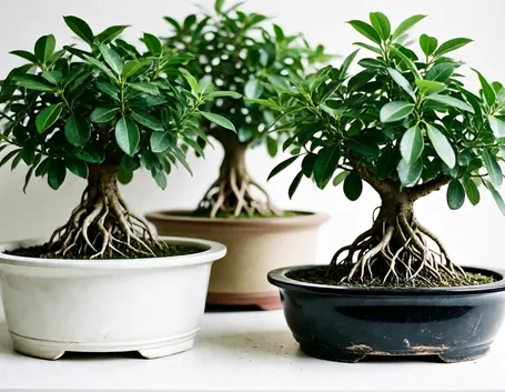 ficus