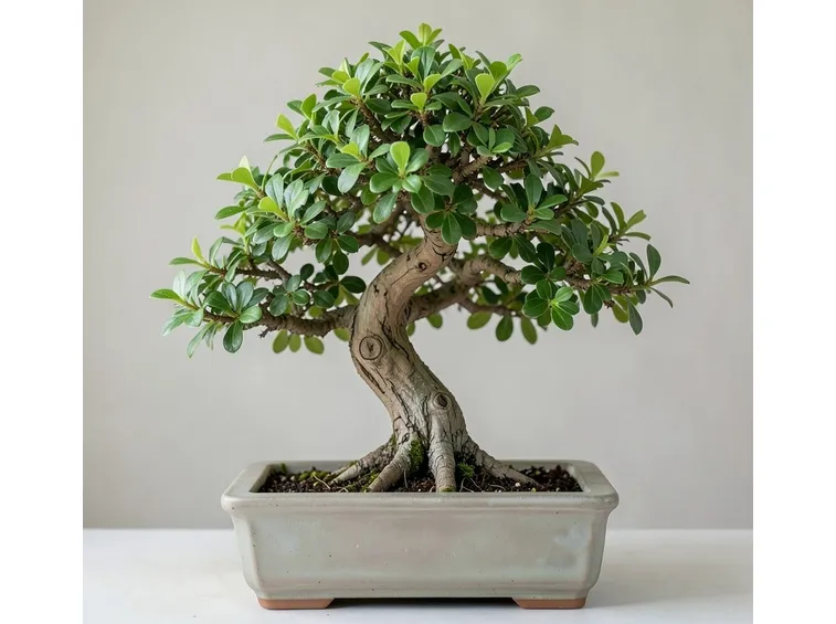 cotoneaster