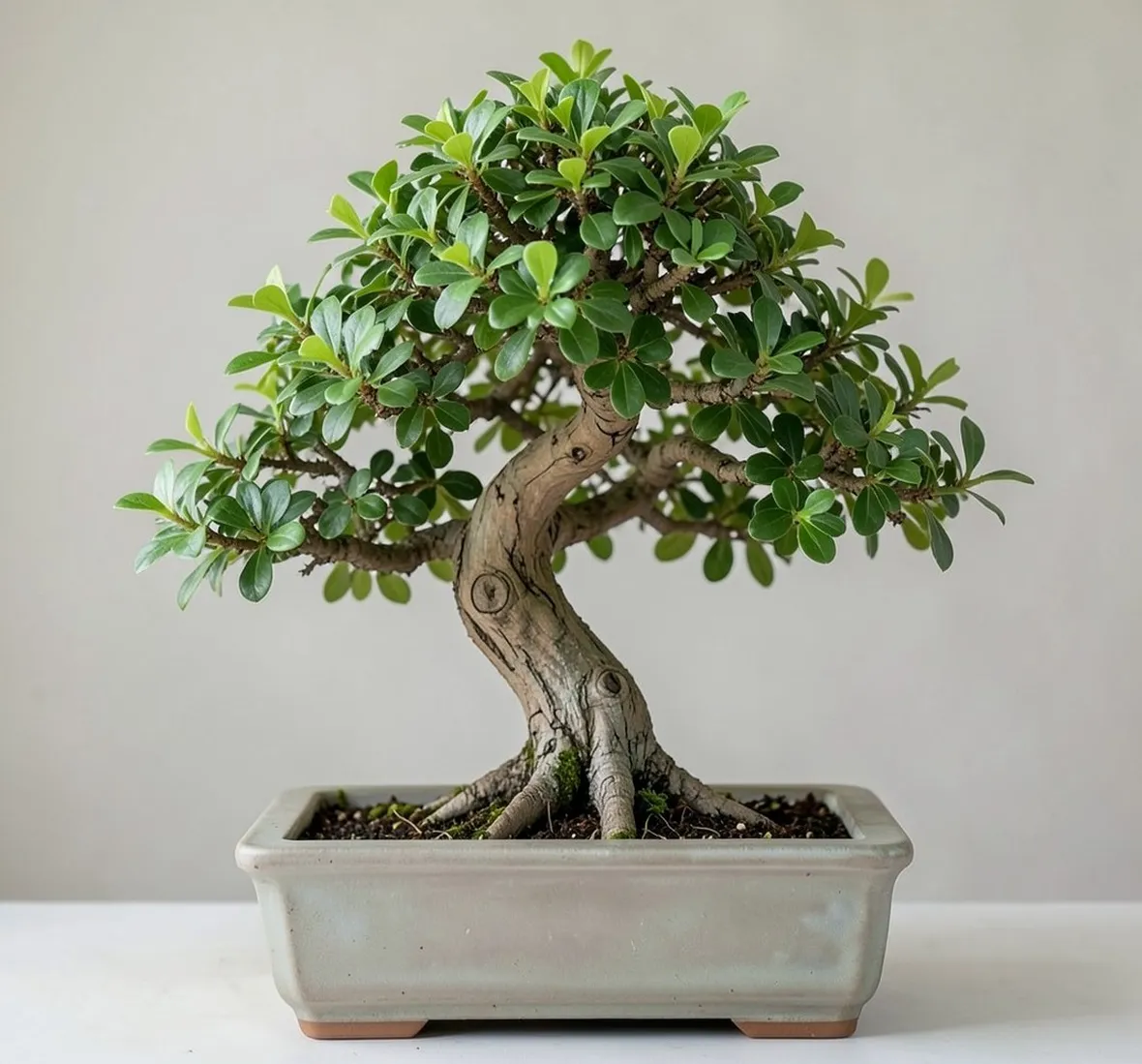 cotoneaster