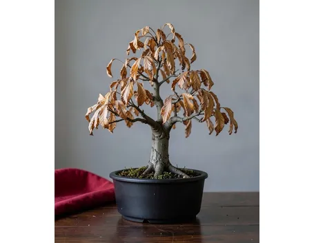 Acero bonsai