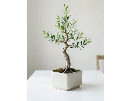 Ulivo bonsai