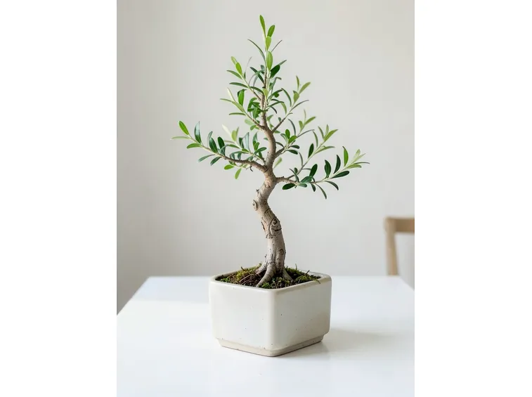Ulivo bonsai