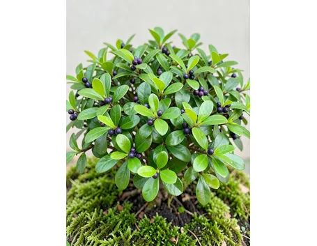 Ilex Crenata