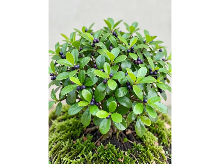 Ilex Crenata
