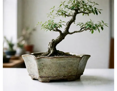 bonsai