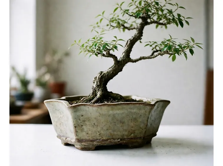 bonsai