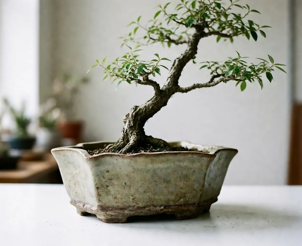 bonsai