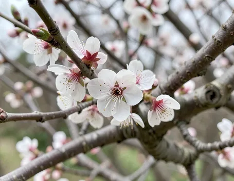 Fiori di prunus