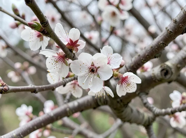 Fiori di prunus