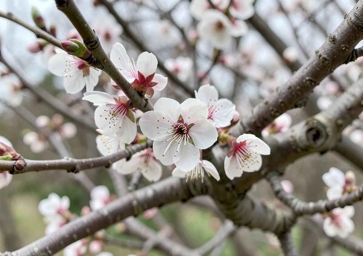 Fiori di prunus