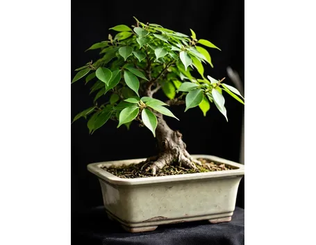 Ulmus parvifolia bonsai