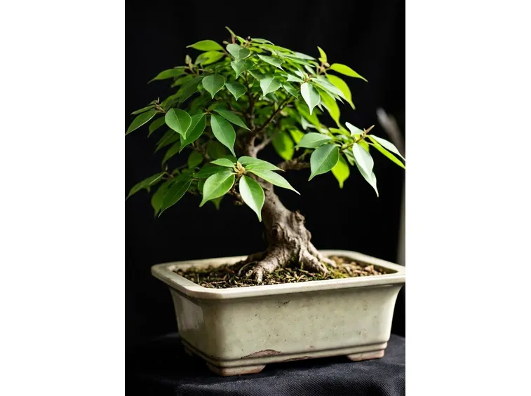 Ulmus parvifolia bonsai