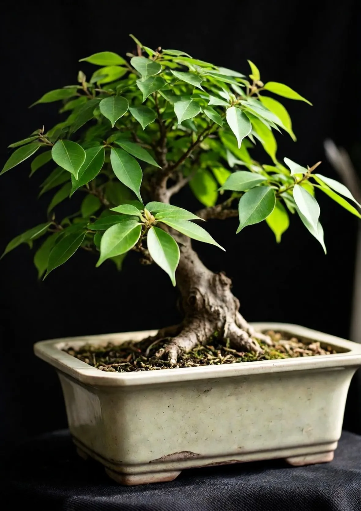 Ulmus parvifolia bonsai