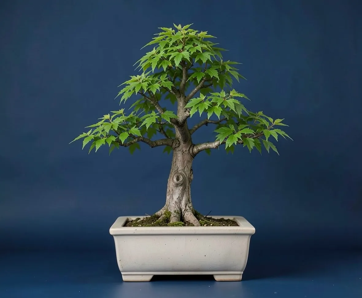 Zelkova