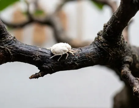 cocciniglia
