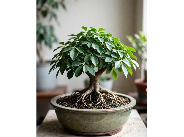 ficus retusa