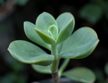 Foglie di crassula