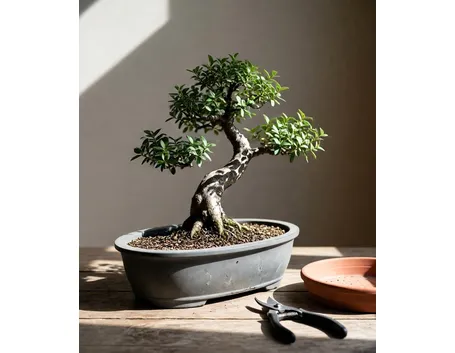 Bonsai di carmona